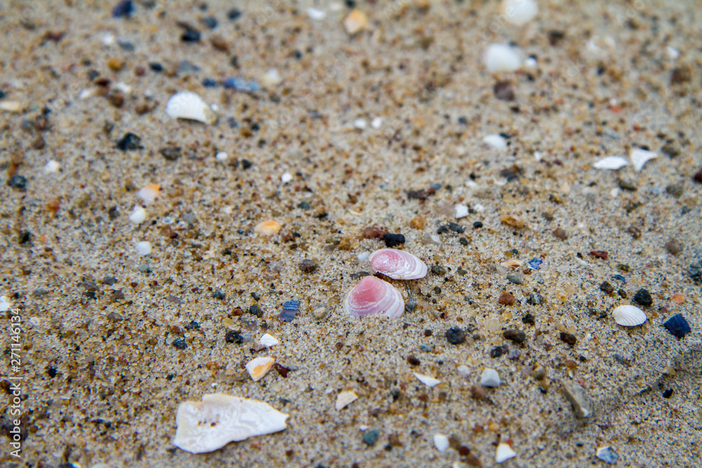 Small Sea shells on beach in close up Small Sea shells on beach in close up