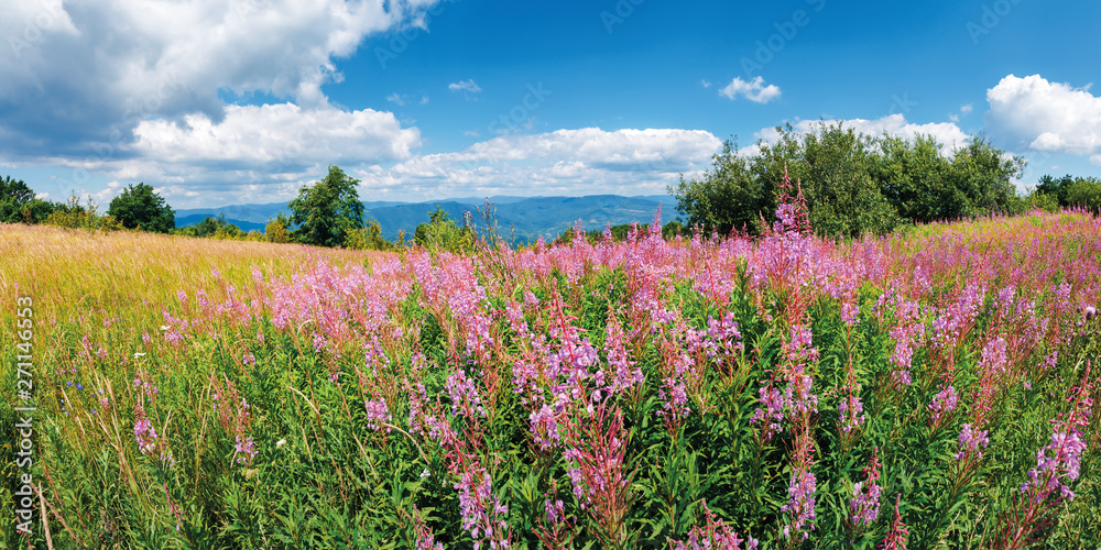 panorama with bunch of blooming fireweed on the meadow. bright flowers on a sunny day in mountains. blue sky with clouds. plant also called willowherb or Chamaenerion angustifolium.panorama with bunch panorama with bunch of blooming fireweed on the meadow. bright flowers on a sunny day in mountains. blue sky with clouds. plant also called willowherb or Chamaenerion angustifolium.panorama with bunch