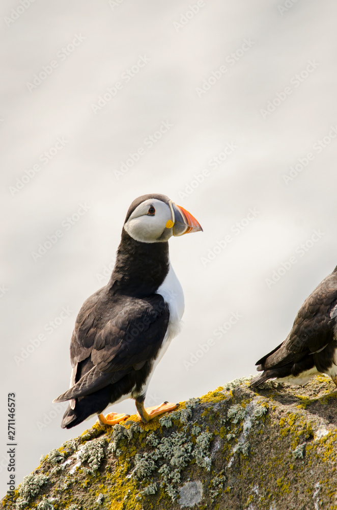 Fototapeta premium Atlantic Puffin Seabird on a Cliff