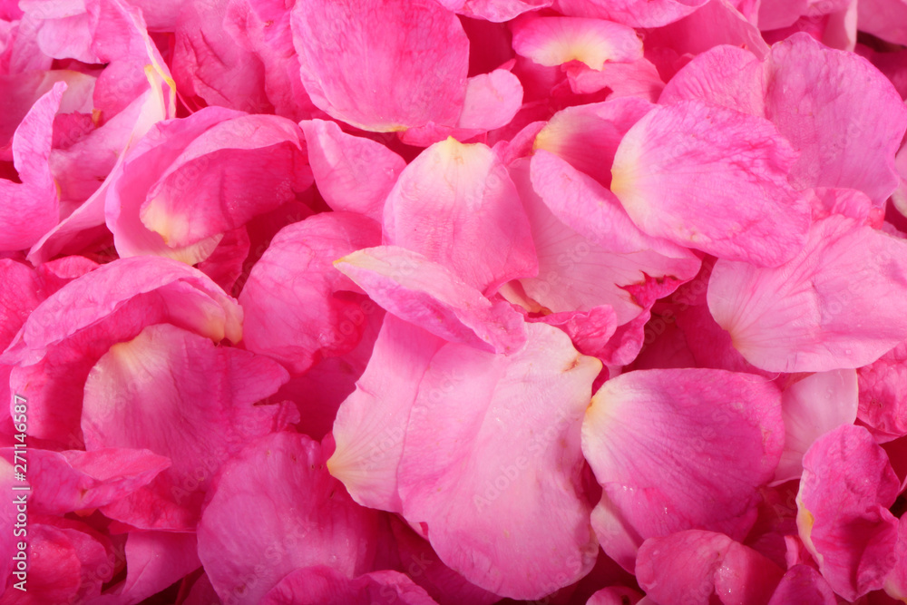 pink petals of rosehips background