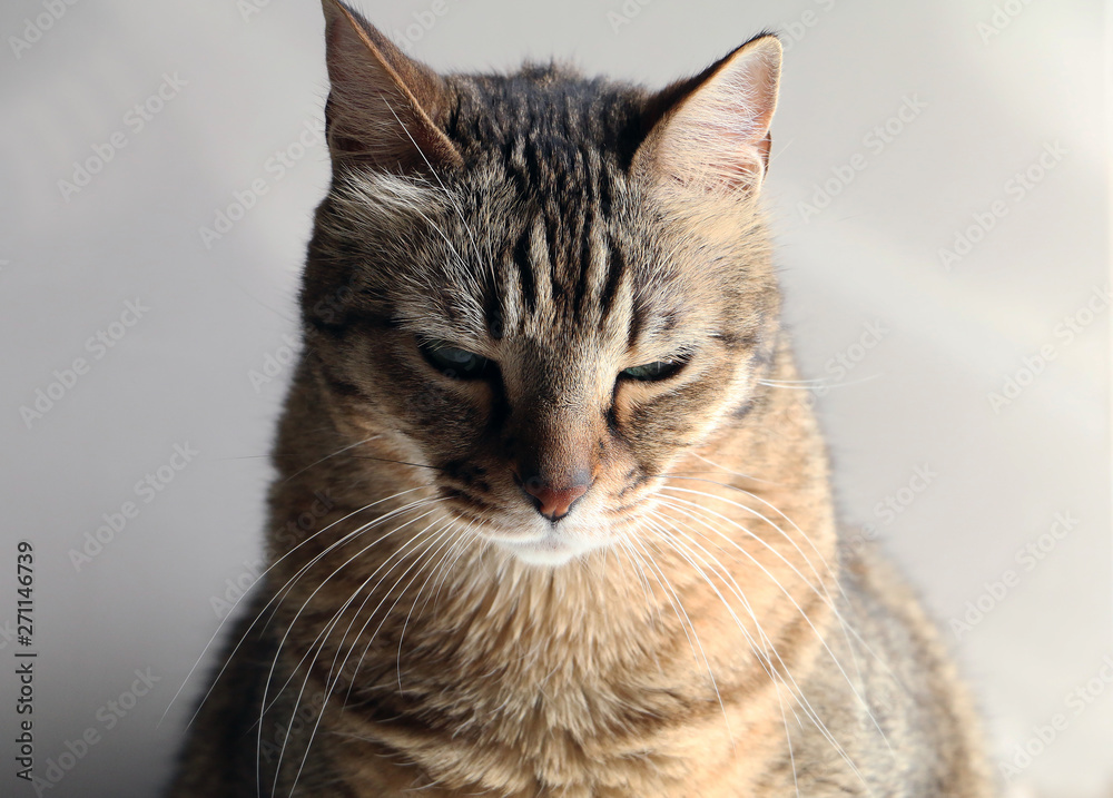 Fat domestic cat with narrowed eyes