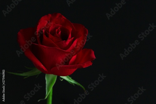 Blooming Red Rose on a Black Background