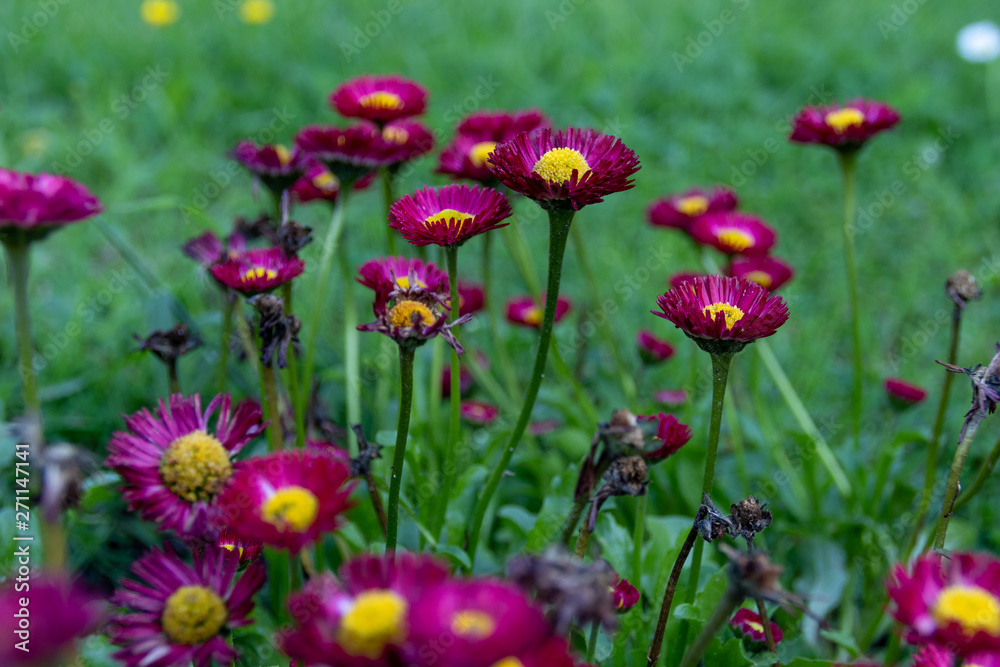 flowers in the garden flowers in the garden