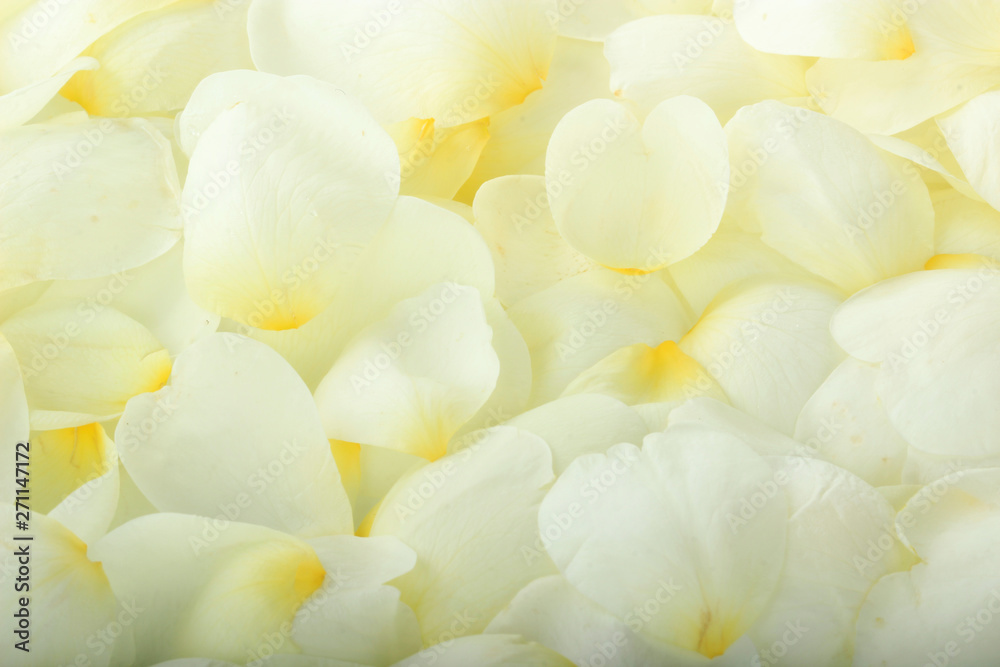 white petals of rosehips  background