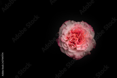 Pink Rose  Big Rose Isolated on black background  copy space.