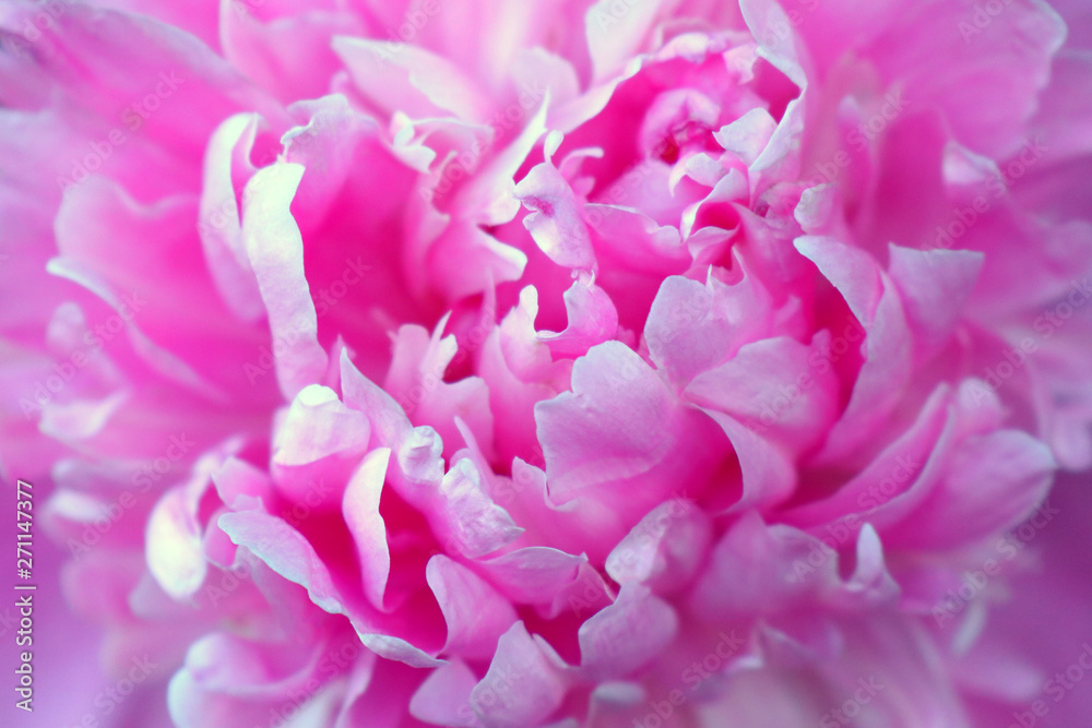 closeup of pink flower