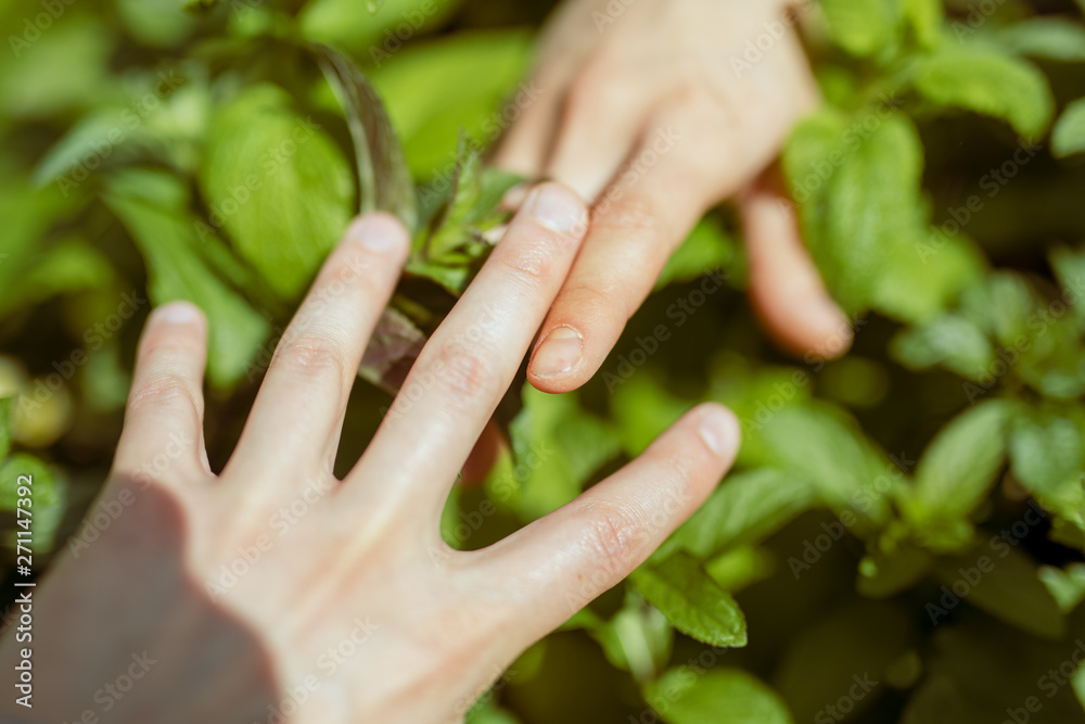 hands holding plant