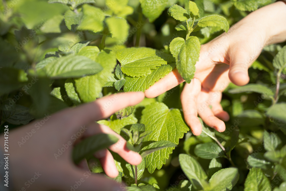 hands holding a plant