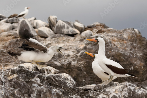 Nazca Booby Chick Begging for Food from its Parents - Galapagos