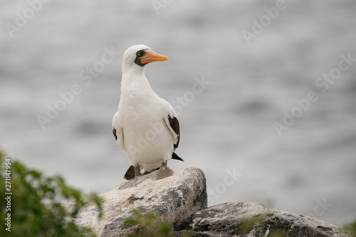 Nazca Booby perched on a rock