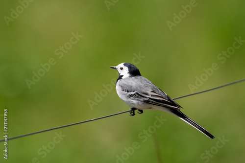 White Wagtail perched on wire isolated on perfect blurred green background. copy space.