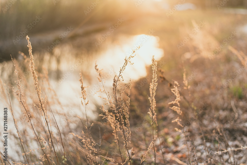 Fototapeta premium field grass in the rays of the setting sun. beautiful background. golden rye field near the river