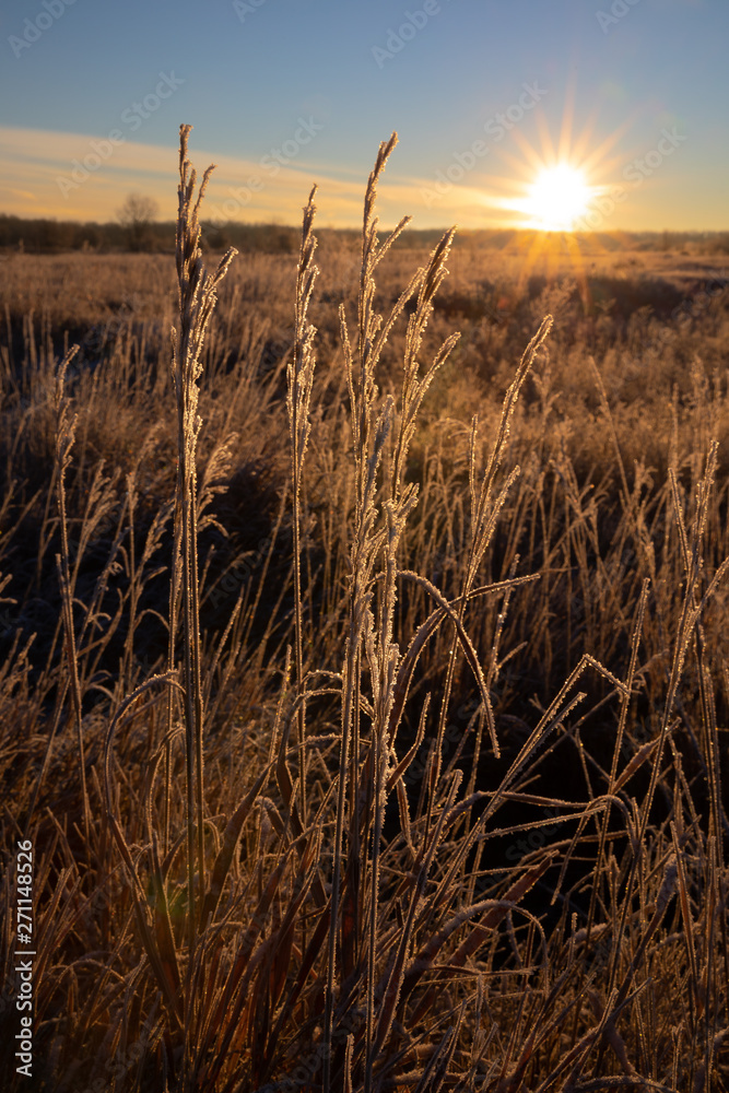 Fototapeta premium Frosty Grass Sunrise