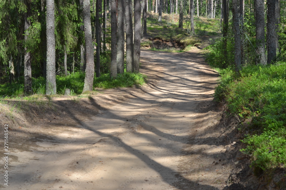 Fototapeta premium forest, road, tree, path, nature, trees, forests, green, landscape, trail, tree, park, autumn, summer, spring, path, scenic, grass, pine, environment, walk, outdoor, foliage