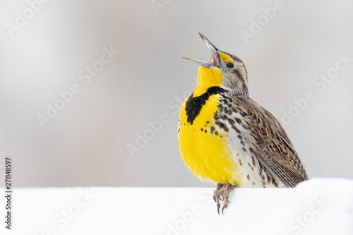 Wall Mural Meadowlark in Snow
