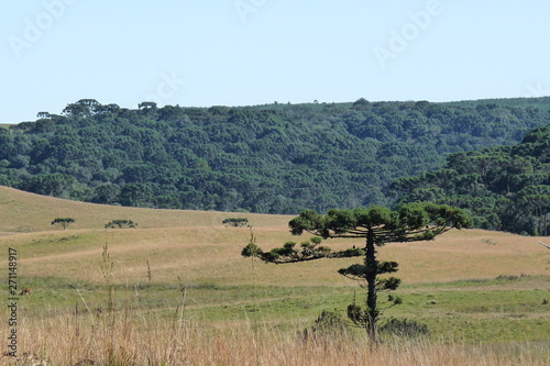 cows in a field