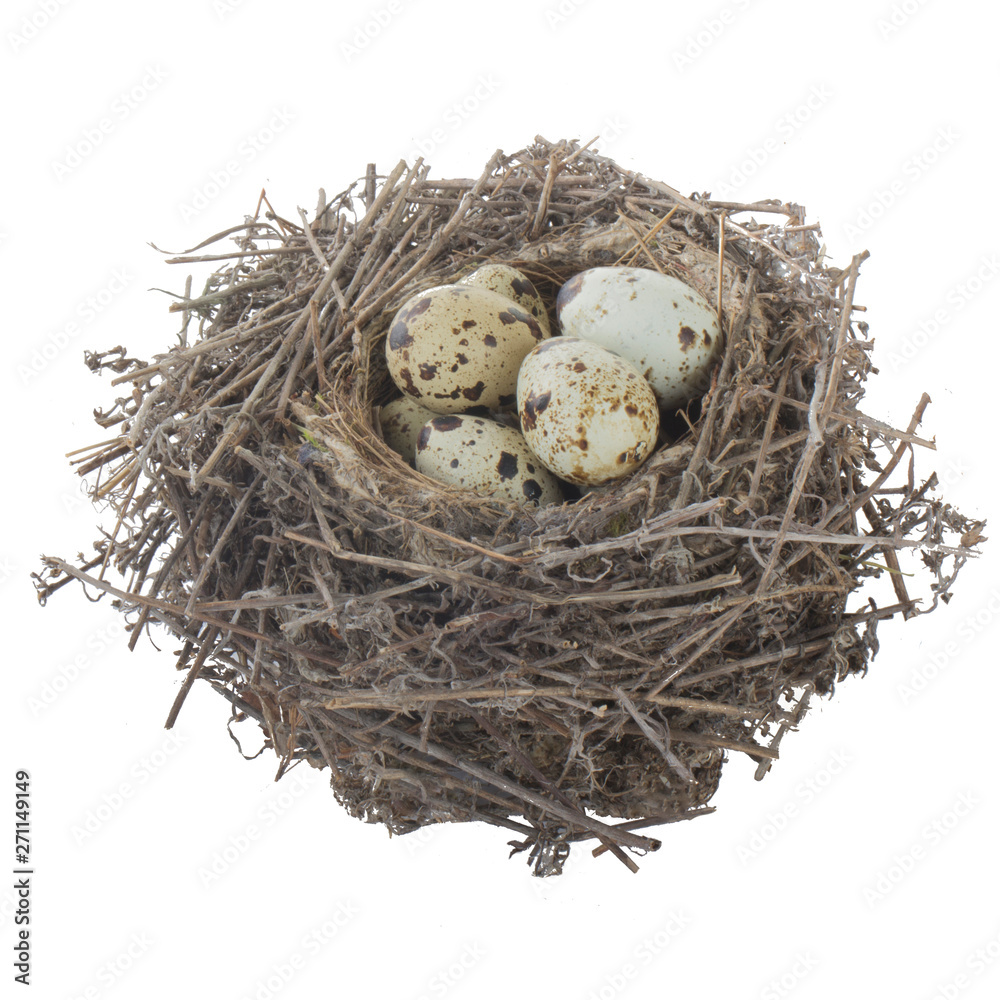 quail eggs in a nest isolated quail eggs in a nest isolated