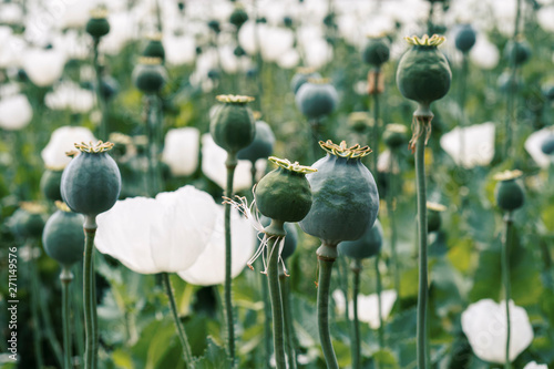 Opium is the dried latex obtained from the opium poppy,grow at Turkey