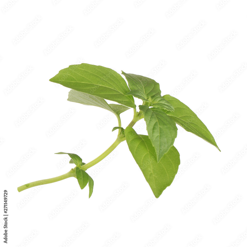 branch of fresh green basil isolated on white background branch of fresh green basil isolated on white background