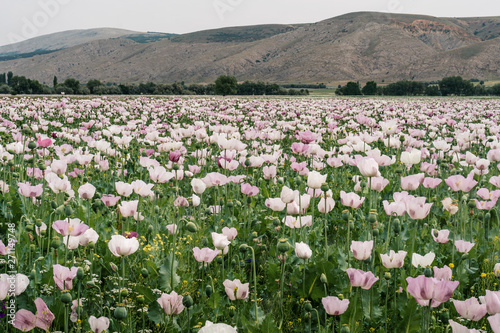 Opium is the dried latex obtained from the opium poppy,grow at Turkey