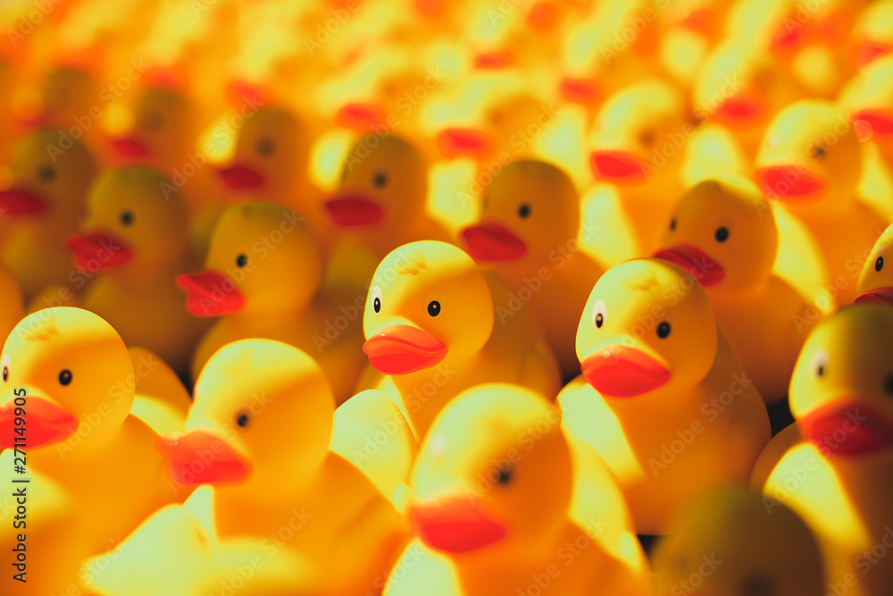 ducks on blue background ducks on blue background