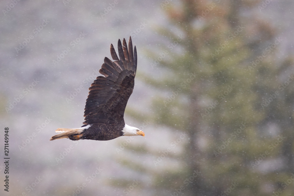 Obraz premium Eagle in Snow
