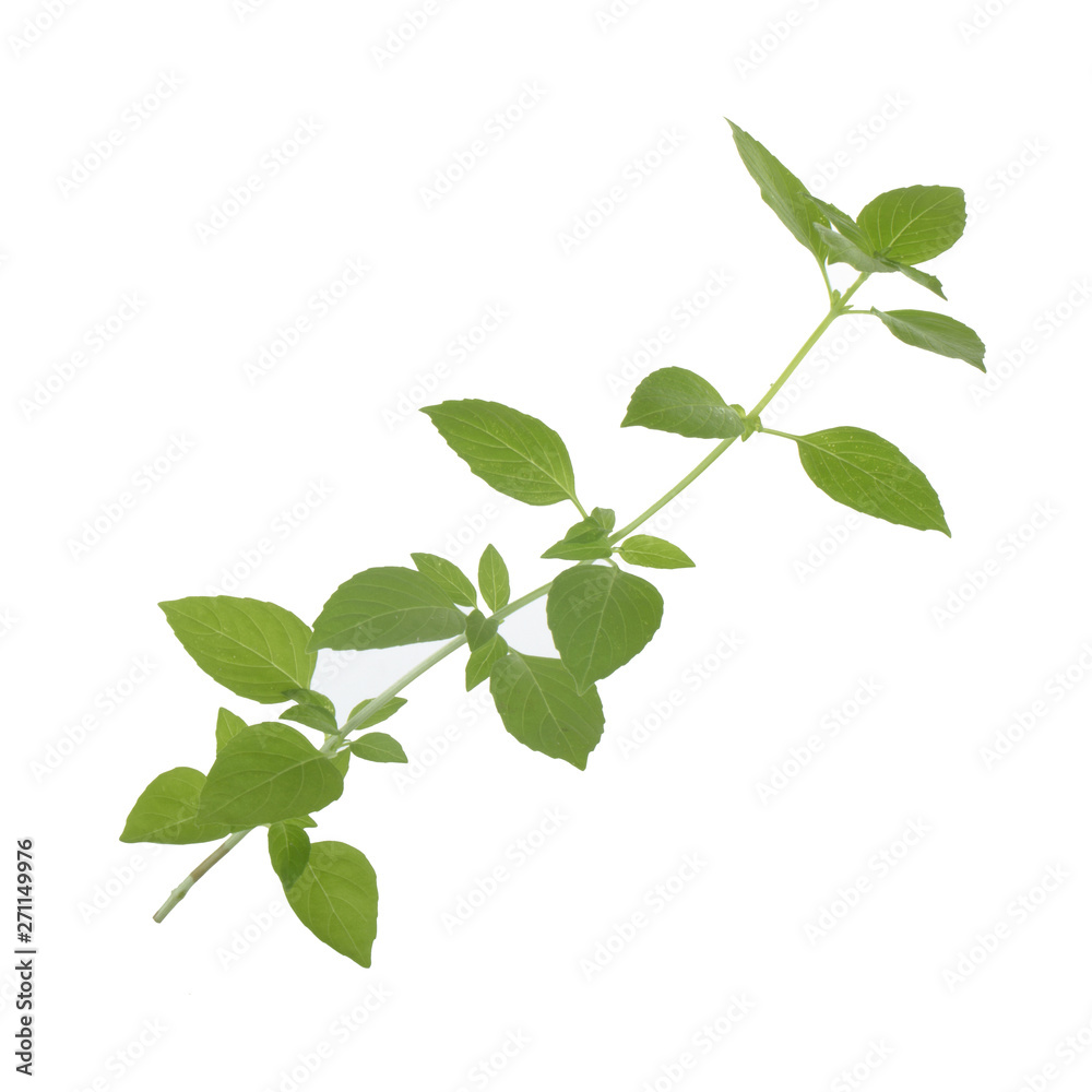 branch of fresh green basil isolated on white background branch of fresh green basil isolated on white background
