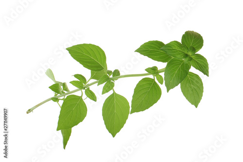 branch of fresh green basil isolated on white background
