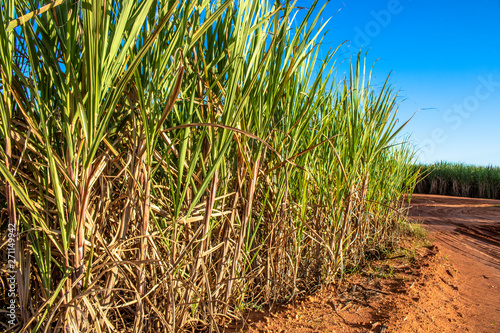 Sugar cane field and blue sky in Brazil