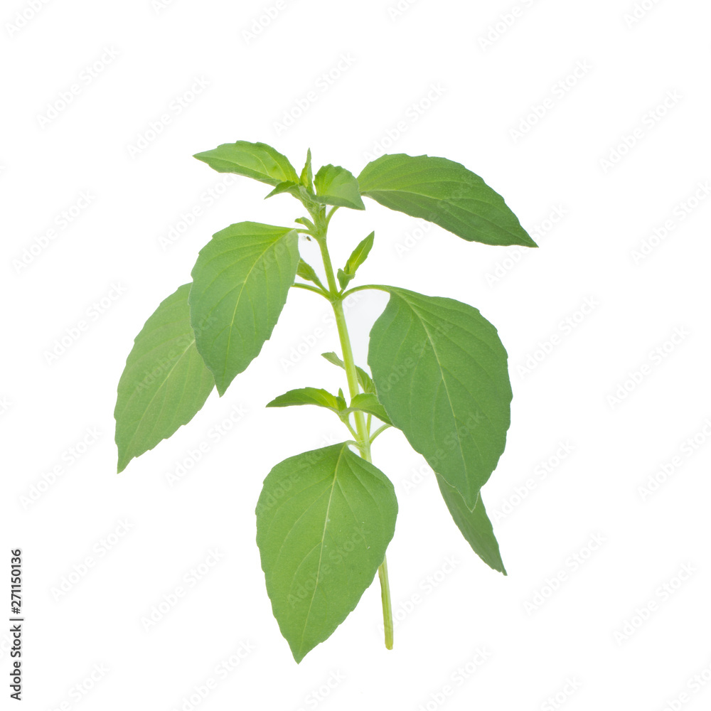 branch of fresh green basil isolated on white background branch of fresh green basil isolated on white background