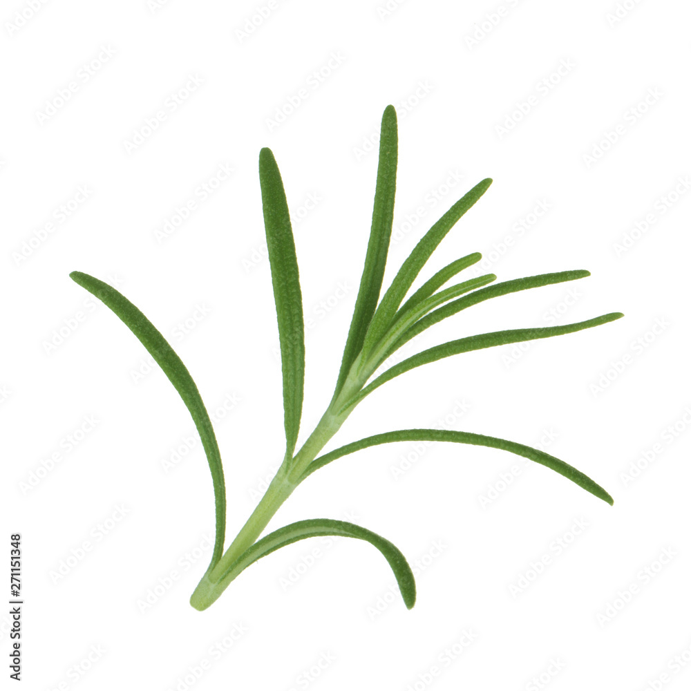 leaves of rosemary isolated on white bakcground leaves of rosemary isolated on white bakcground