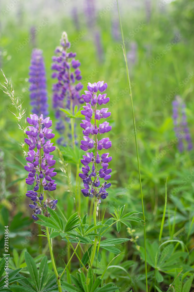 Obraz premium Beautiful purple lupine flowers on the field. Summer natural wallpaper.