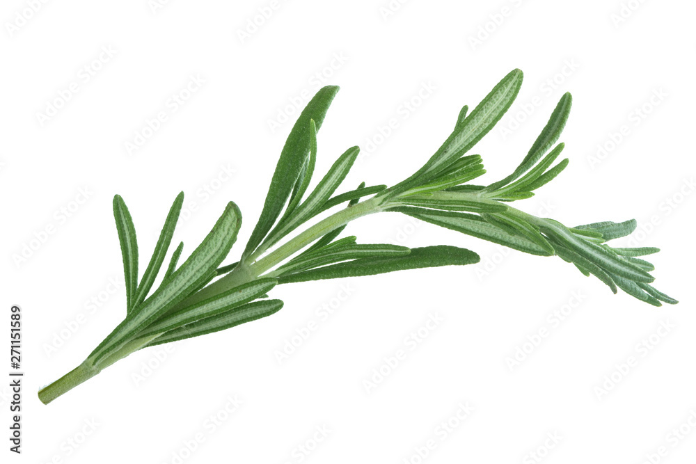 Fototapeta premium oddział rozmarynu na białym bakcground
