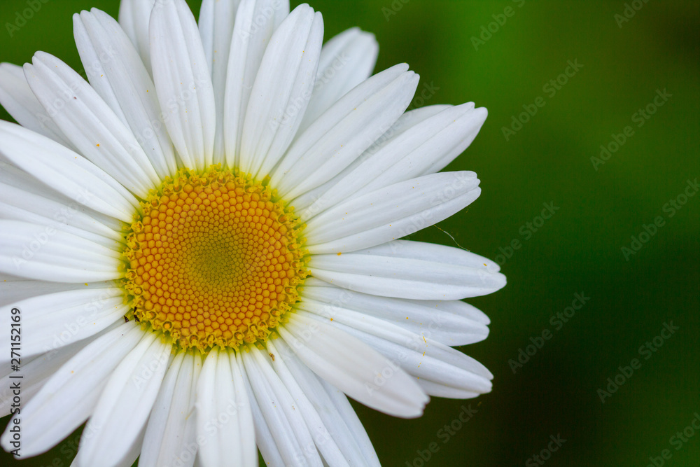 White daisy flower garden, with drops of dew on petals close-up White daisy flower garden, with drops of dew on petals close-up