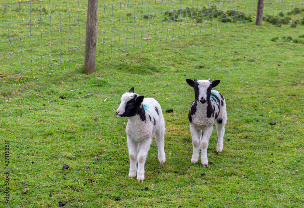 Two cute lambs in a green field Two cute lambs in a green field