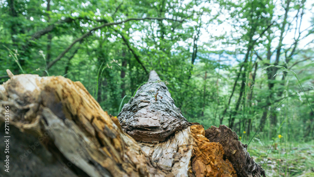 tree tree