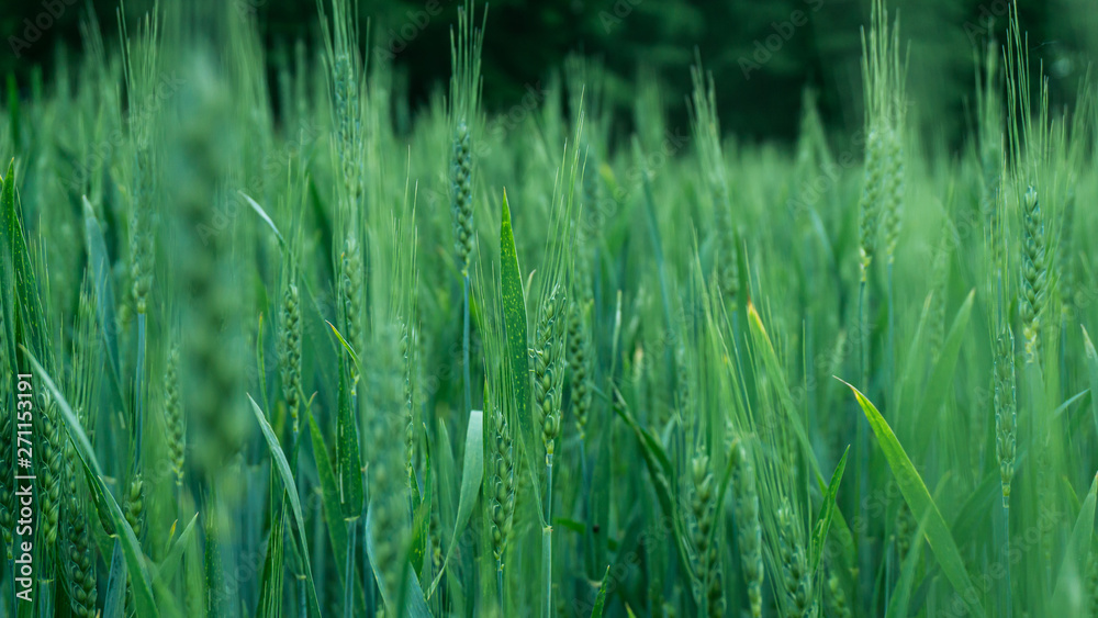 gras gras