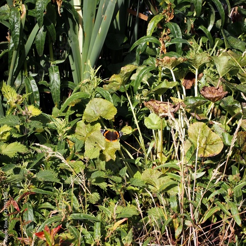 young plants in the garden with butterfly