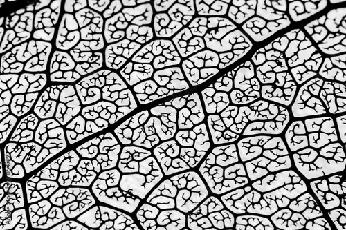 Macro shot silhouette of a dry leaf texture