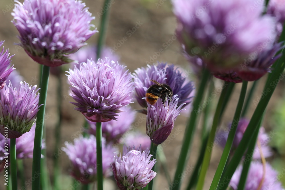 Obraz premium Chives II