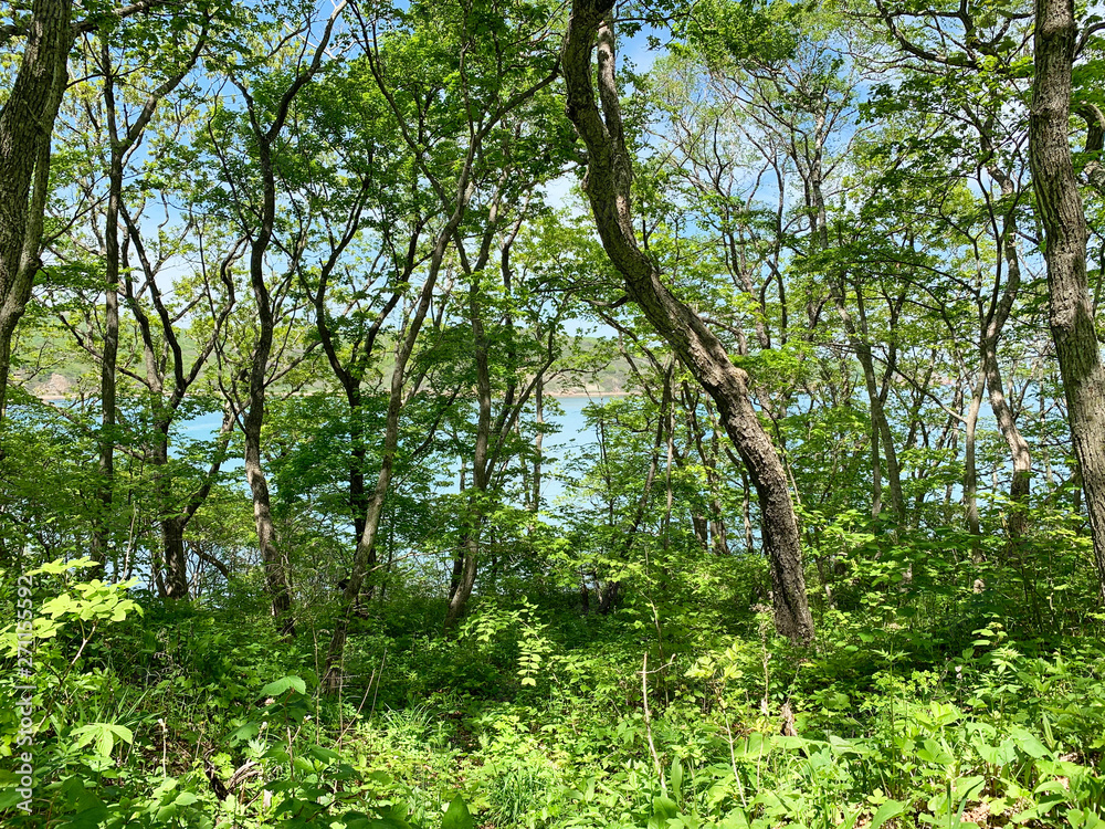 Russia, Vladivostok. Deciduous forest on the island of Shkot in may Russia, Vladivostok. Deciduous forest on the island of Shkot in may