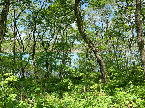 Russia, Vladivostok. Deciduous forest on the island of Shkot in may