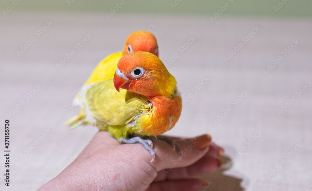 Sun parakeets couple sitting on the hand