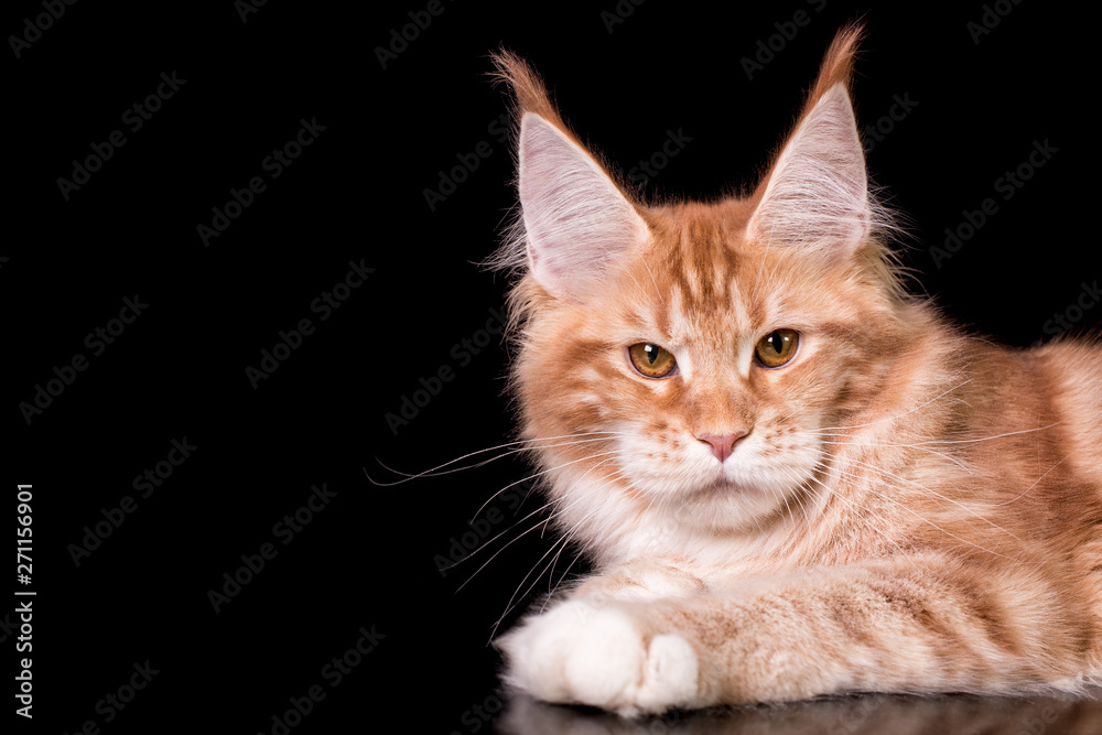 Adorable cute maine coon kitten on black background in studio, isolated. Copy space.