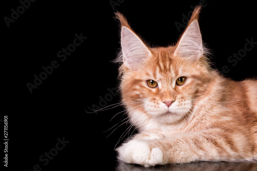 Adorable cute maine coon kitten on black background in studio, isolated. Copy space.