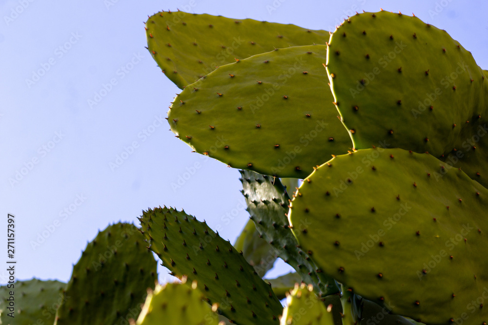 cactus with blue sky cactus with blue sky