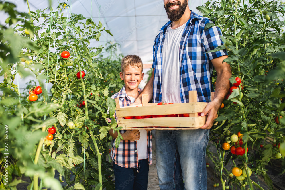 Happy young father with his son harvesting tomatoes in greenhouse. Happy young father with his son harvesting tomatoes in greenhouse.