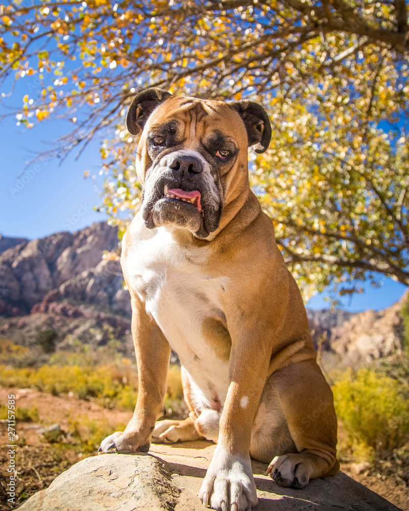 Bulldog posing in the Fall in the desert
