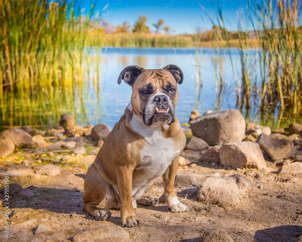 English bulldog posing by a pond with reeds