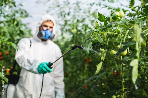 Young worker spraying organic pesticides on tomato plants in a greenhouse. photo